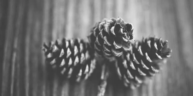 Effective IT Support: Managing Large-Scale Campus Infrastructure